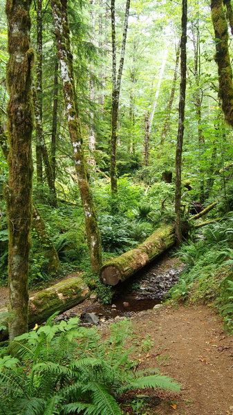 Storey Burn Trail