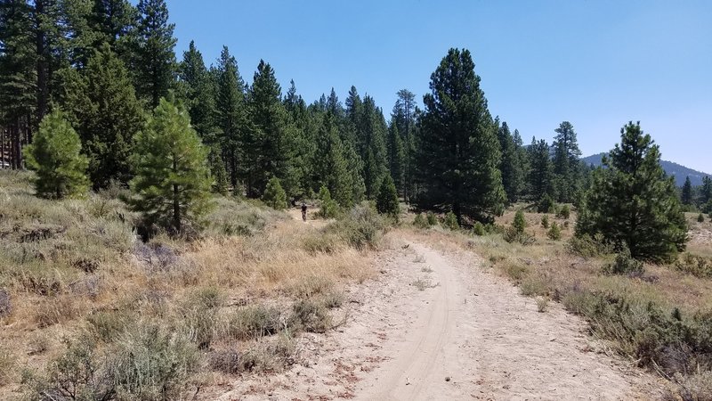 Lake Davis Trail near Lightning Tree Campground.