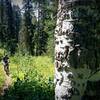 Through the woods on the Red Creek uphill.