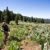 Pedaling through high meadows on the Crane Mountain NRT.