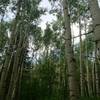 One of the many awesome aspen groves on this trail.