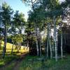 The Homestead Trail passes through a quiet aspen grove.