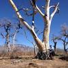Old cottonwood tress near the Rio Grande.