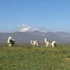 Open trail; llamas will greet you to Hacienda El Tambo. This valley offers views of many volcanoes. Antisana pictured.