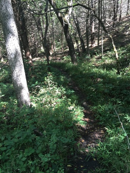 More vegetation on the trail.