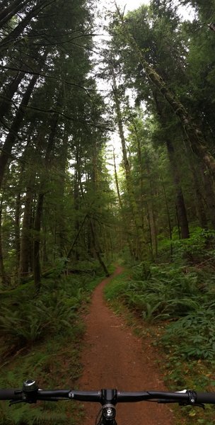 Under the canopy on upper Wedekind.