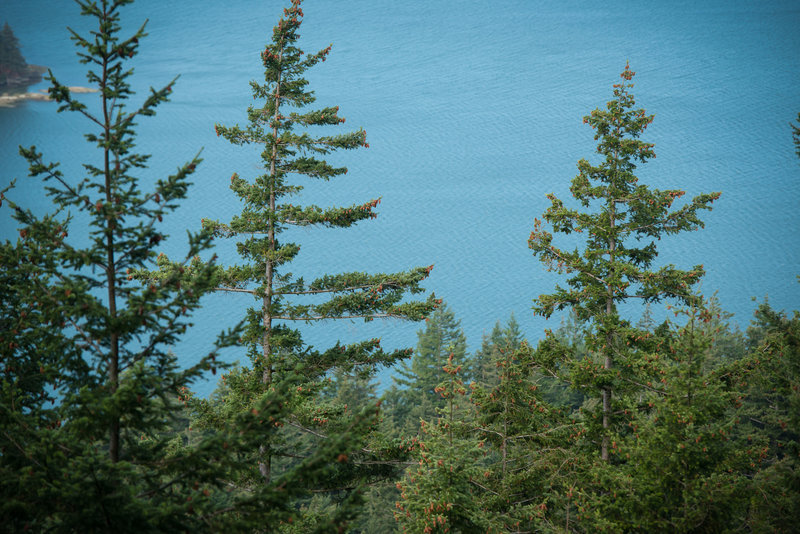 Chuckanut Ridge Trail Descent