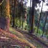 Lower Mahalo at sunrise; may the forest be with you.