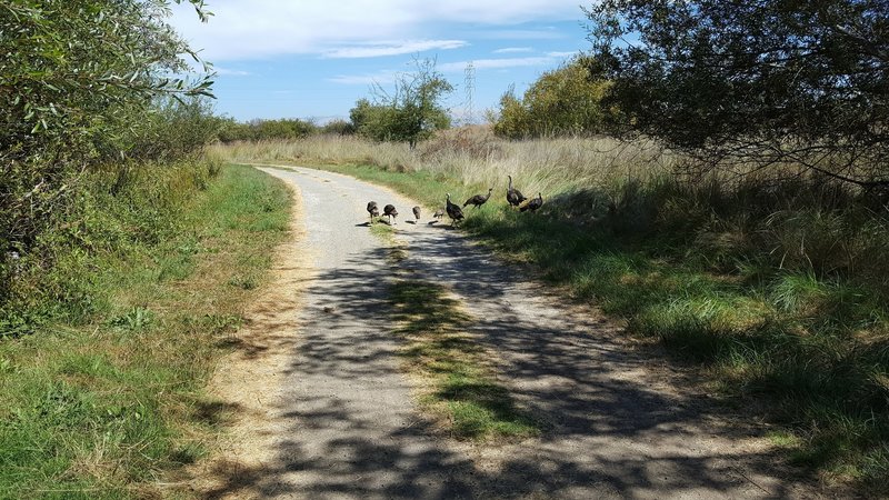 Turkey trot on Willows Trail