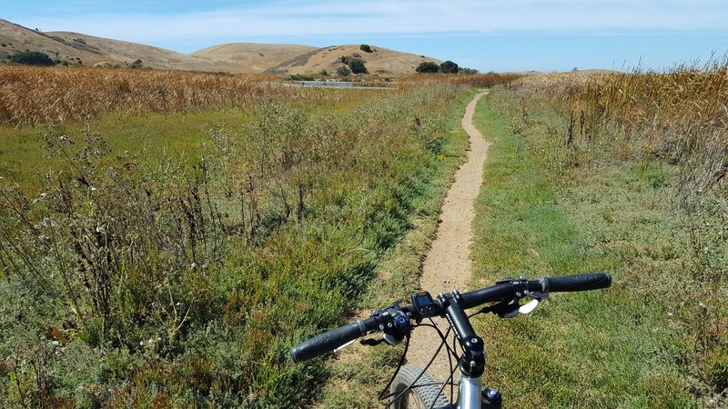 Muskrat Trail heading towards marsh.