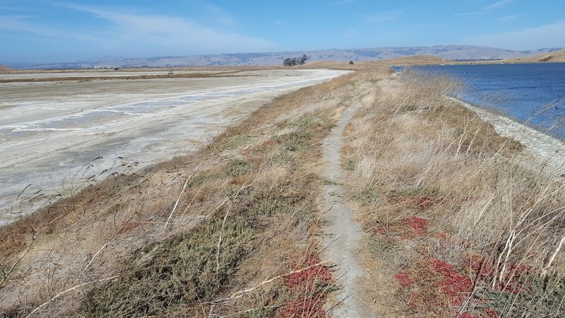 Pelican Trail