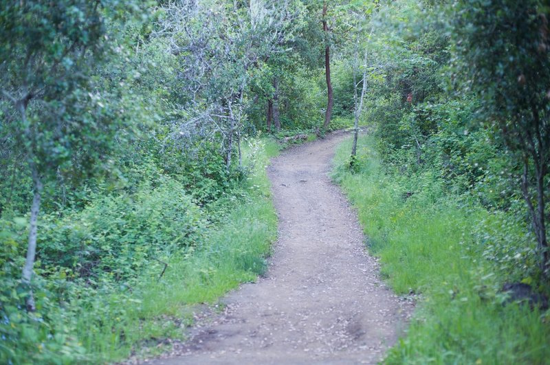 The trail winds its way through the woods.