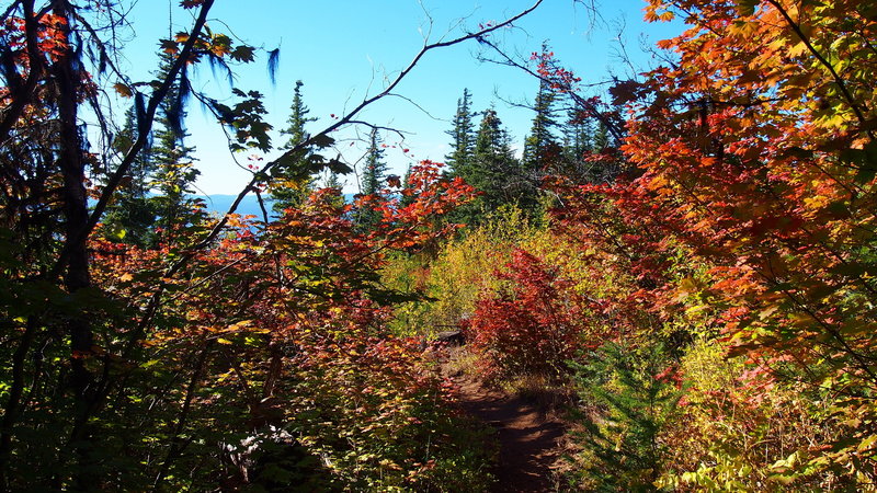 Very beginnings of fall foliage, with the vine maples burning red.