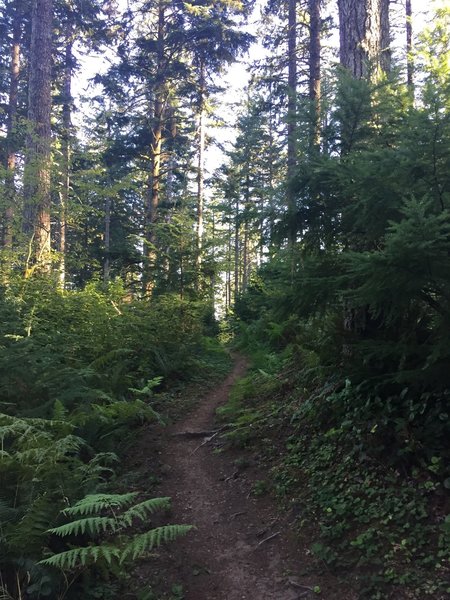 Shellburg Creek Trail