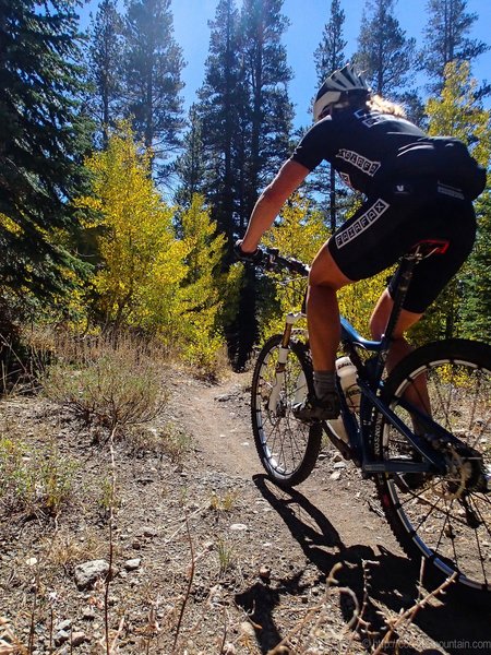 Blazing aspens on the TRT.
