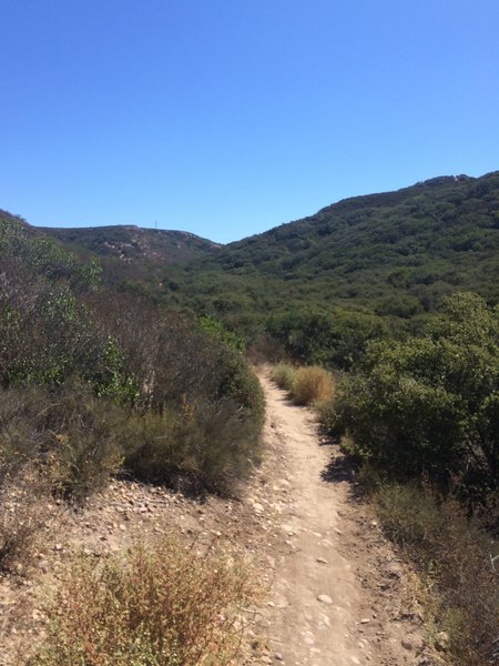 Singletrack heading through the hills.
