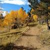 Autumn aspens glow in the October sun along the Homestead Trail.