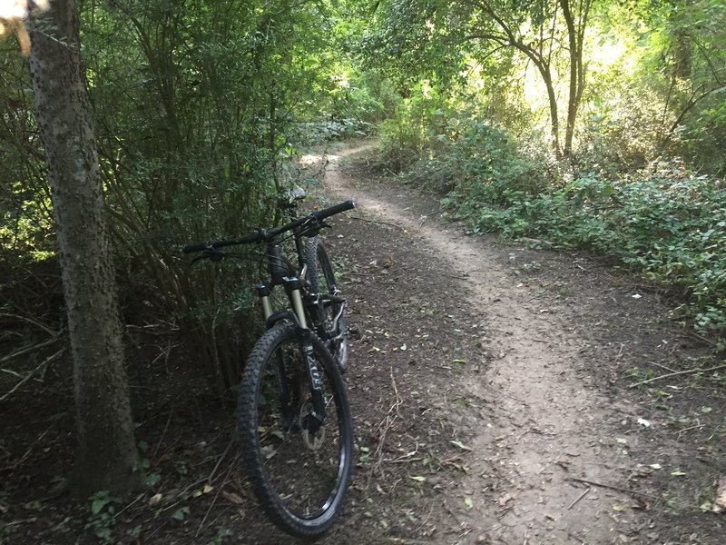 Sweet singletrack at Harry Moss. It's a jungle here in the summer with plenty of shade!