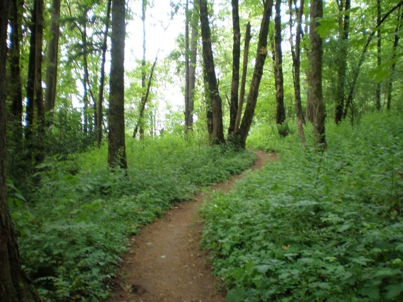 Elderberry Trail