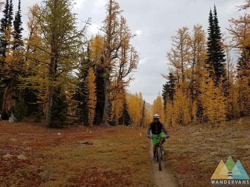 Great Larch shot.