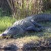 This big guy hangs out on the other side of the bank on the Outback Trail.