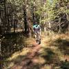 A fun singletrack through a forested area.