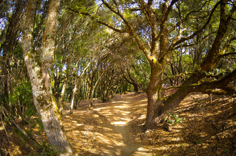 White Oak