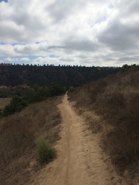Fast, flowing singletrack.