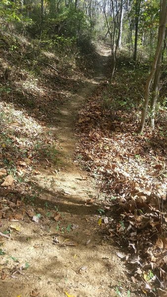 Much of the Clinton Lucas Jr. Trail looks like this.