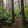 Beautiful singletrack and lush forests envelop the Beaver Pond Trail.