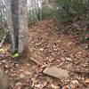 Difficult root climb on Wilkin's Way in Walnut Creek Park