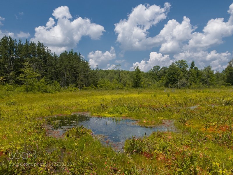 Cranesville Bog: The frost pocket swamp in Cranesville Maryland West ...