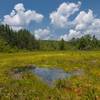 Cranesville Bog: The frost pocket swamp in Cranesville Maryland West Virginia border.
