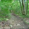 Typical forest along the Pachaug Multi-Use trail.