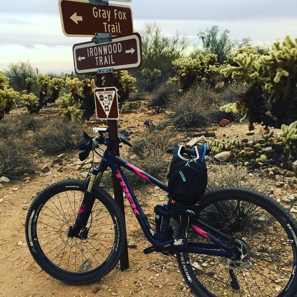 Gray Fox Trail Mountain Bike Trail, Citrus Park, Arizona