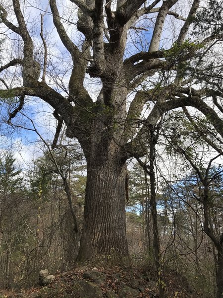 George Poplar One of the largest trees on campus: the St. George poplar