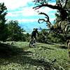 A long singletrack descent offers riders a view of the Sierra.