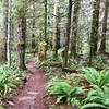 The OAT offers visitors a great taste of classic Pacific Northwest singletrack.