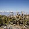 A nearby view of the Sierra from Papoose Flat Loop.