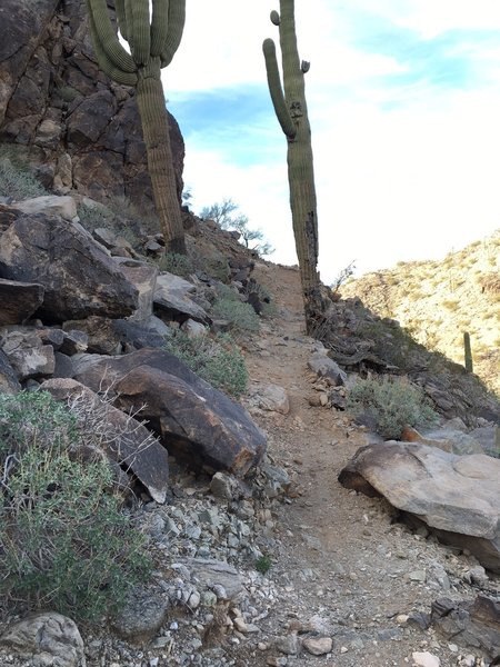 Watch out! Saguaro cactus ahead!