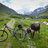 You may encounter friendly wildlife along the trails in Davos. You'll learn quickly how to open and close the gates without getting shocked.