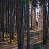 A pedaler and her pooches soak up the last rays of summer on the Colorado Trail.