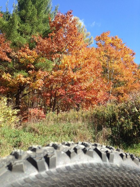 Getting ready to hit the Jenksville State Forest trails and the leaves are going off!