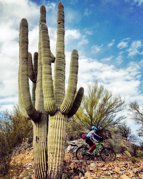 Big saguaros greet you along the Renegade Trail.