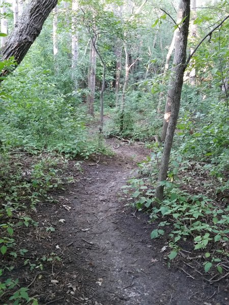 Eastwood Mountain Bike Trail Rochester Minnesota