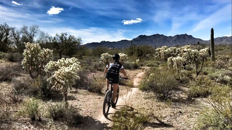 flowy singletrack