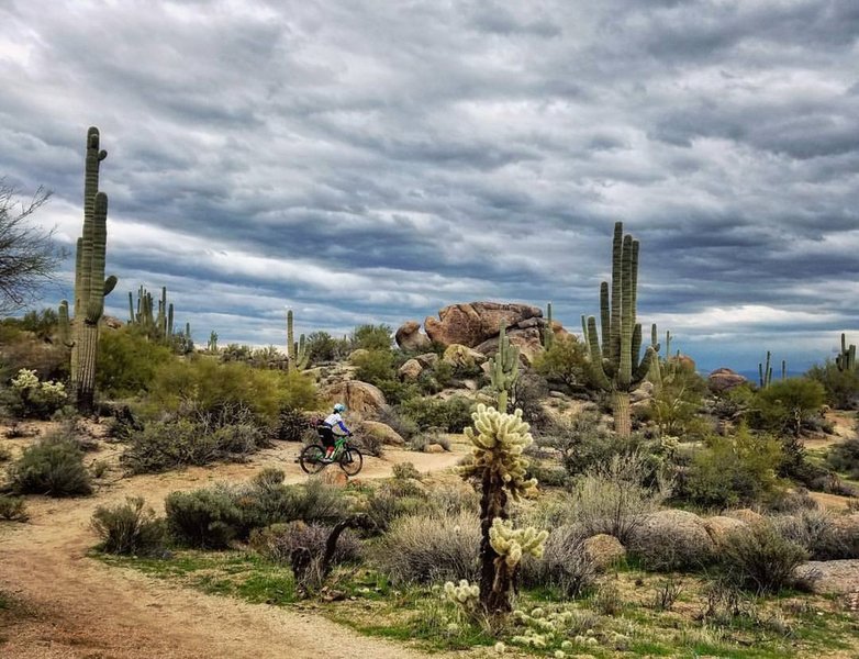 Enjoy a fun-filled, twisty ride with scenic desert vistas in Brown's Ranch.