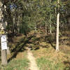 Look for this tree marking the start point of Full Pull.