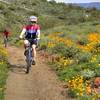 Poppies bloom all around you on a ride along the Sidewinder Trail.