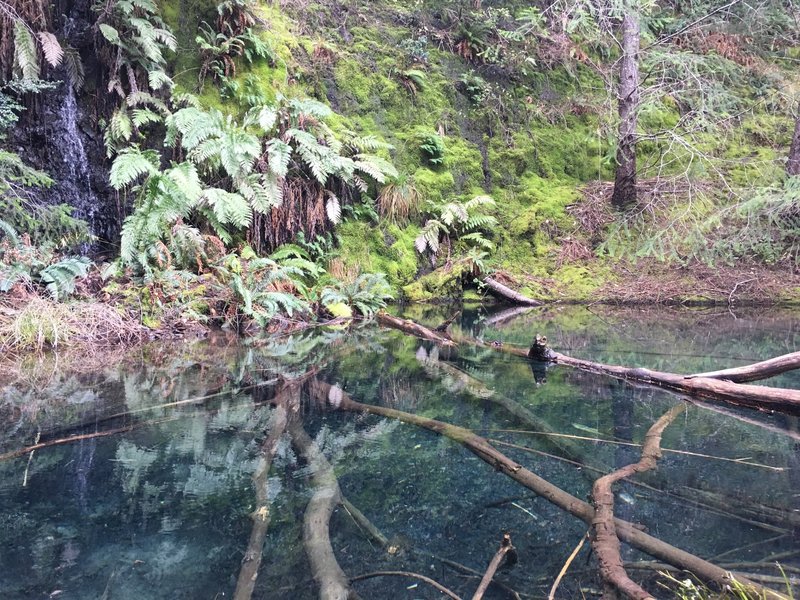Check out this pool of freshwater hosting numerous California Newts near the 3/4 mark of the Paradise Royale Loop.